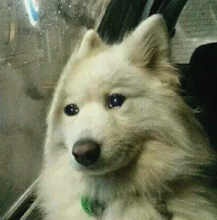 🥺