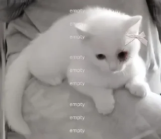 🤍