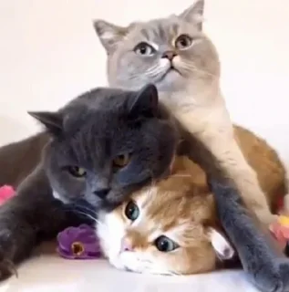 😺