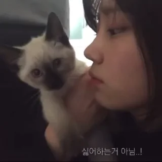 🐱