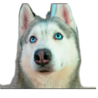 🐶