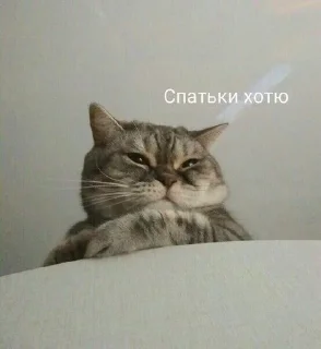 🐱