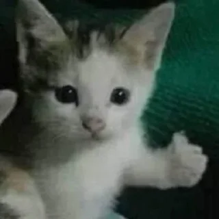🐈‍⬛