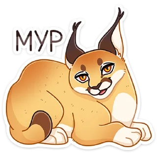 😼