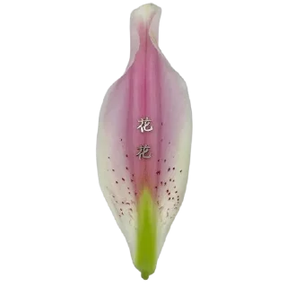 🌸