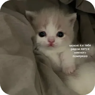 🐱