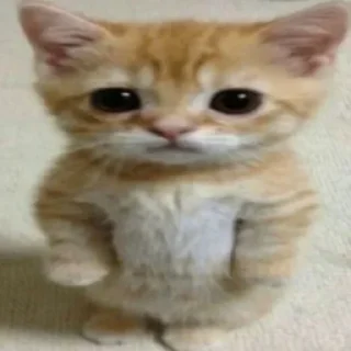 @metboss NFT коллекция чумпапиков