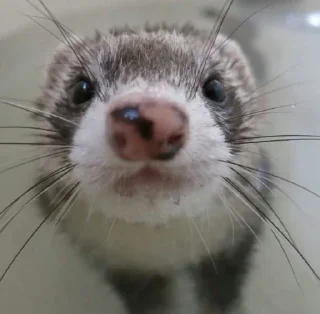 🤩