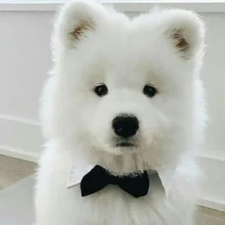 🐶