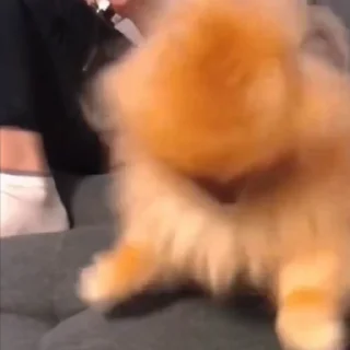 🐕‍🦺