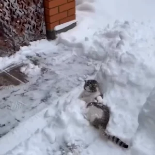 🐈