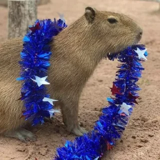 🥳