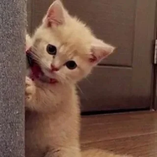 🥺