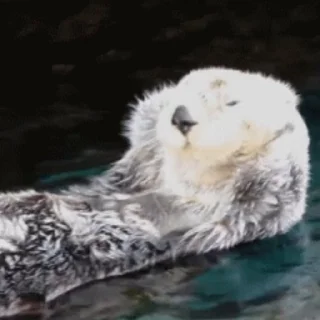 Otters | Выдры 2 @this_is_sticker_party