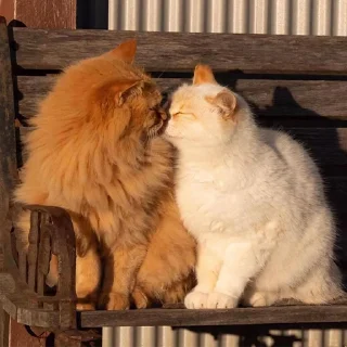 🐈