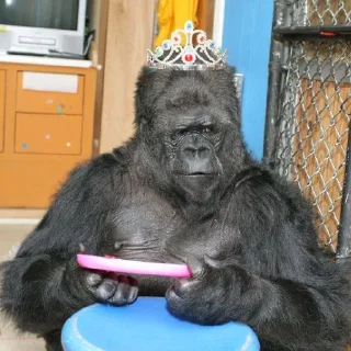 👑