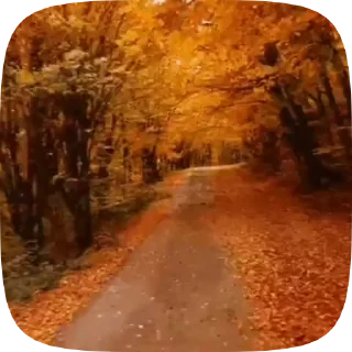 🍁