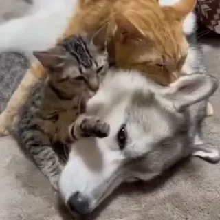😍