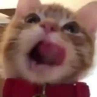 😋