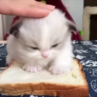 🌟