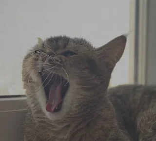 😴