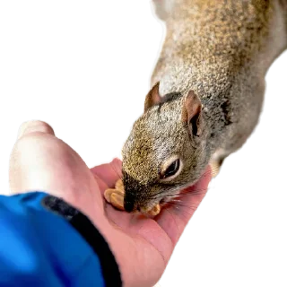 🥜