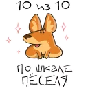 🐶