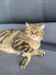 🌟