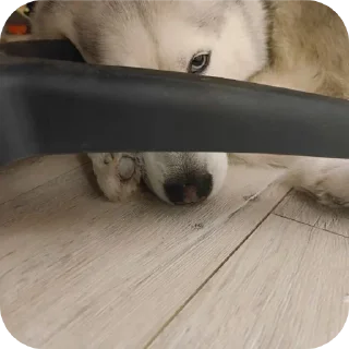 🐶
