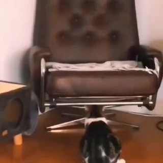 🐈