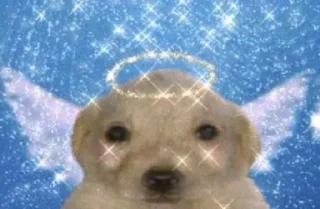 🌟