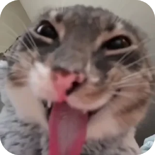 🐱