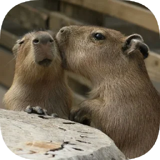 😘
