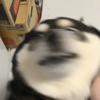 🤪