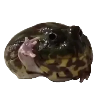 🐸