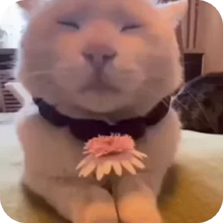 😌
