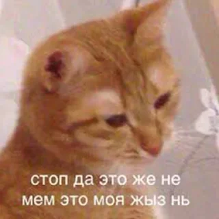 🐶