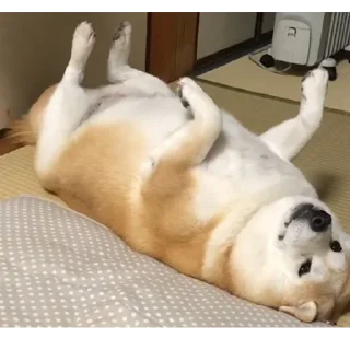 🛏️
