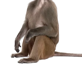 🐒