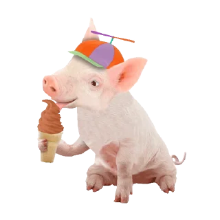 🐷