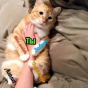 🐱