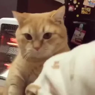 😻