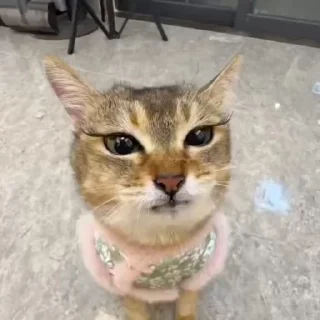 👅