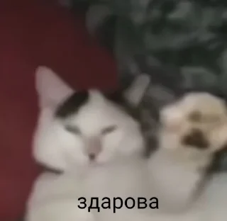 👋