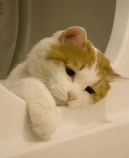 🐱