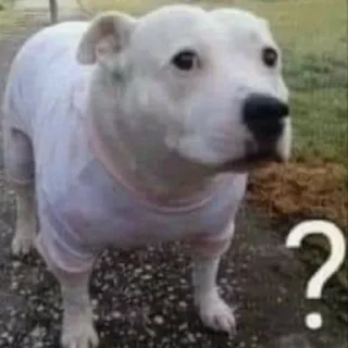🐶