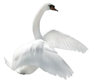 🦢