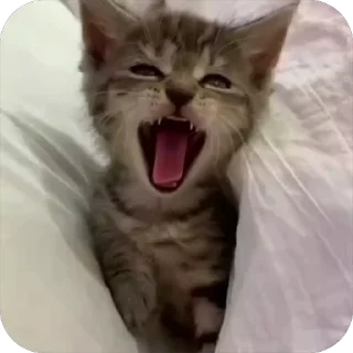 😴