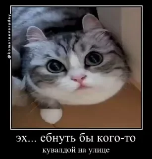 🐱