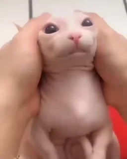 🐈‍⬛